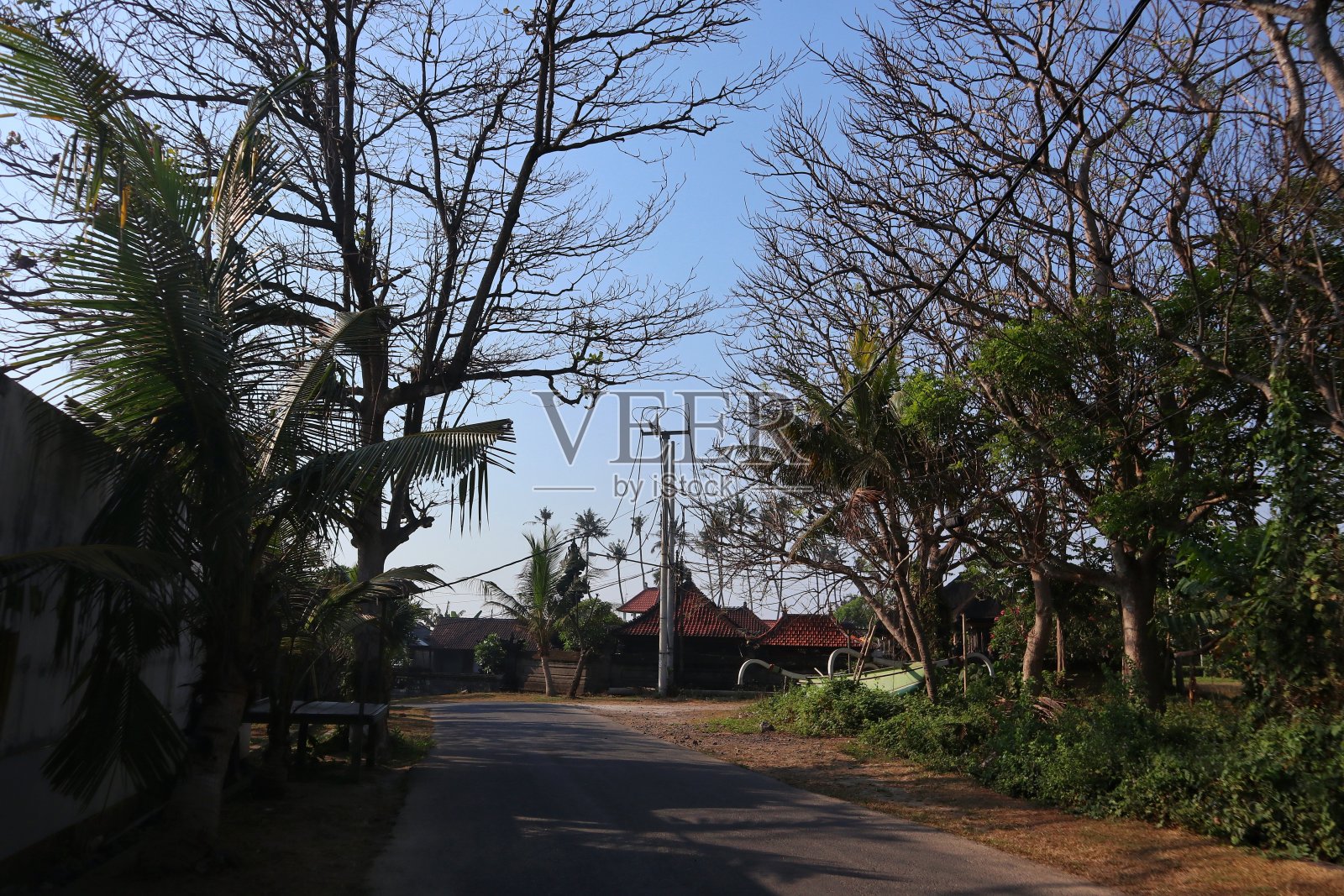 宁静的乡间小路在早晨被树木覆盖照片摄影图片