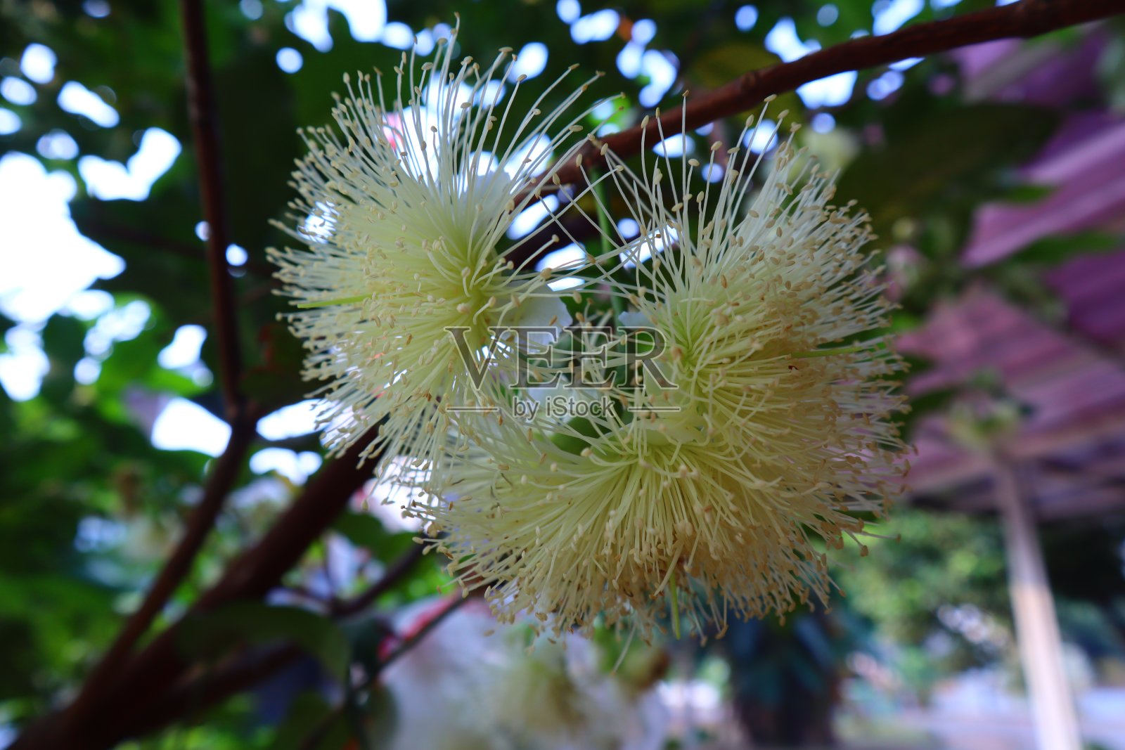 水番石榴的雌蕊开始结果，在叶子中看起来很漂亮照片摄影图片