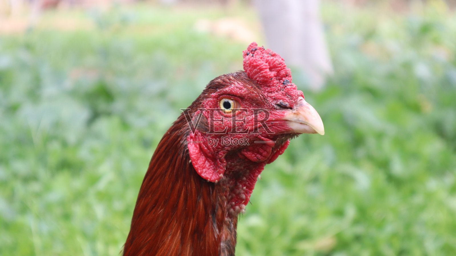 Asil鸡照片摄影图片