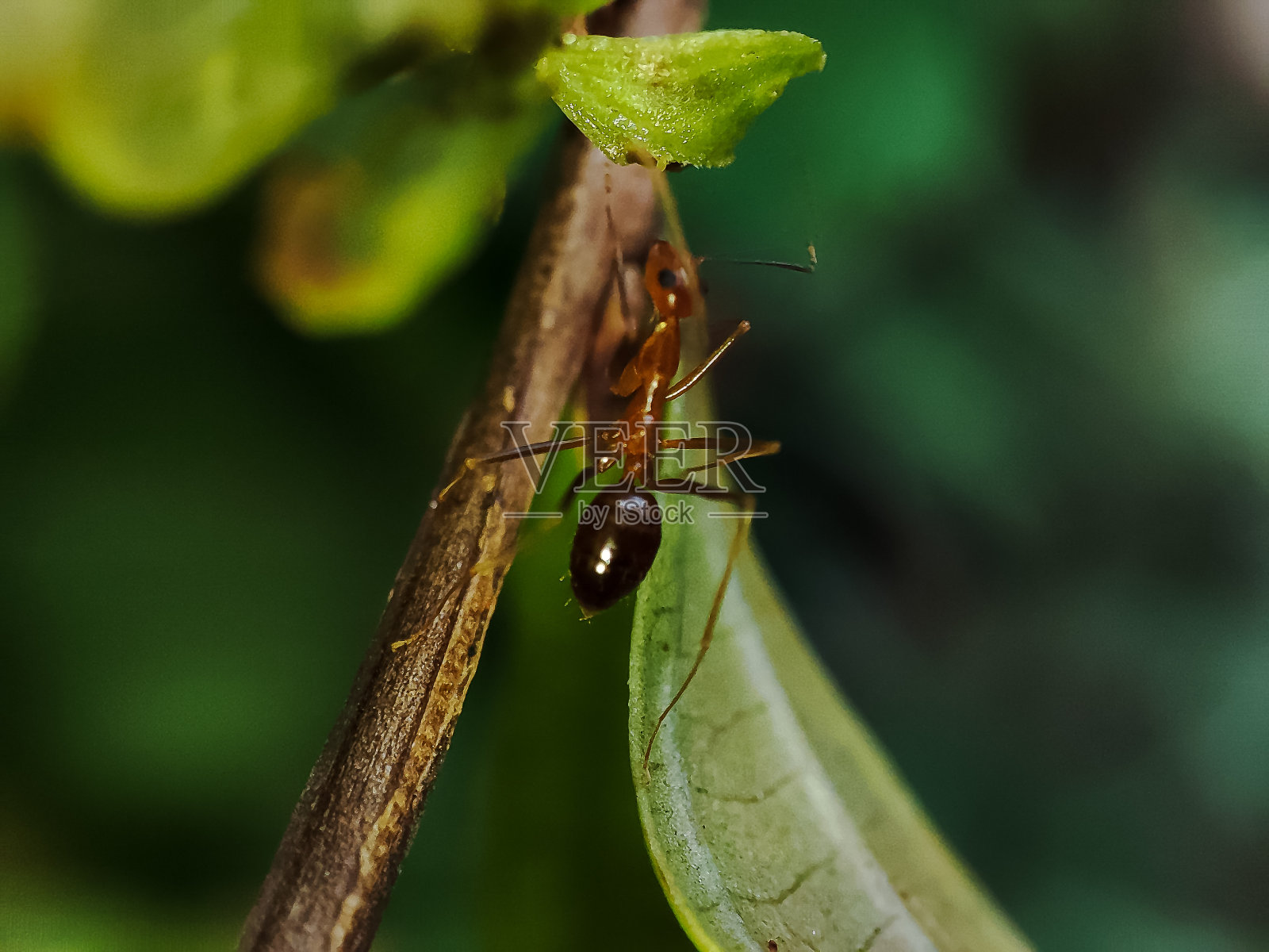 黄疯蚁(Anoplolepis gracilipes)照片摄影图片