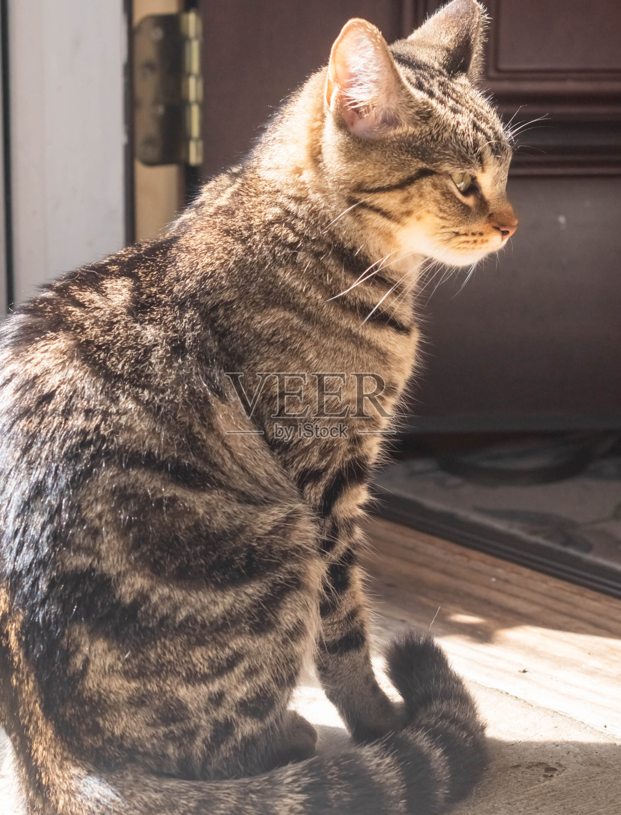 家猫看着相机选择性对焦照片摄影图片