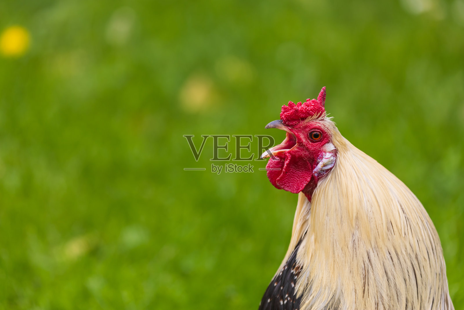 漂亮的彩色装饰小公鸡。他有一个红色的梳子和一个耳垂。照片摄影图片