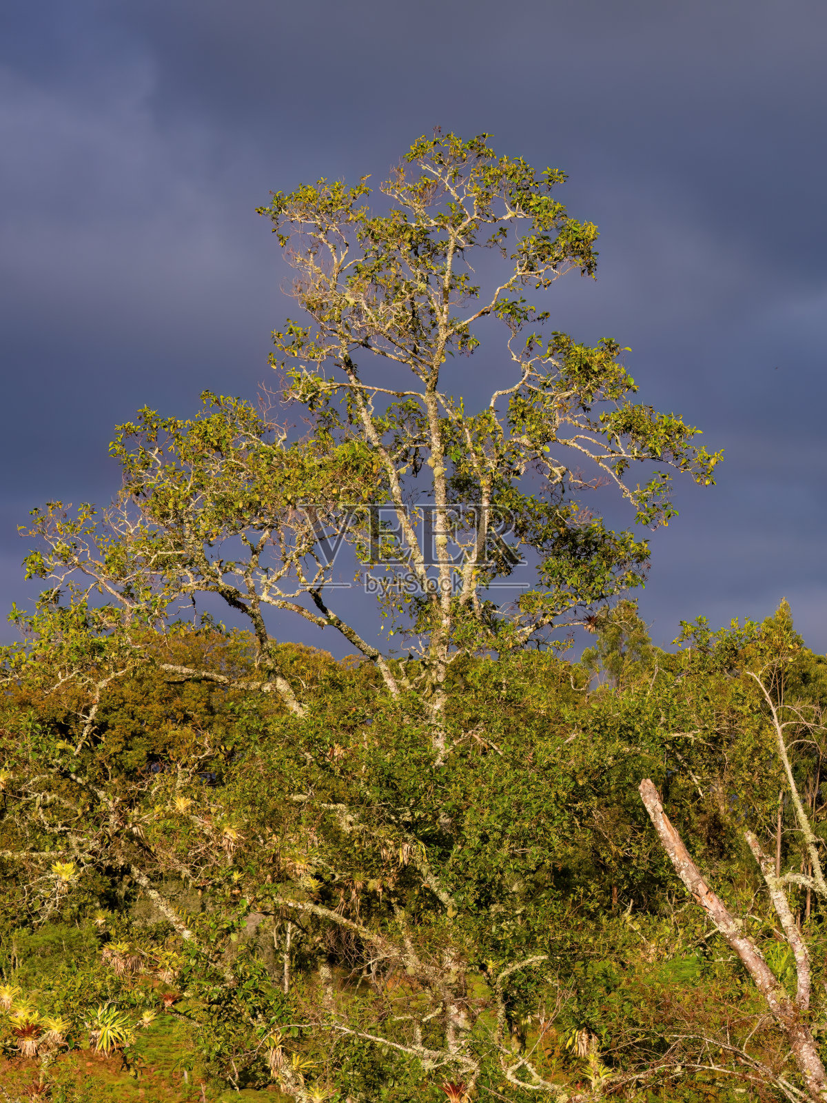 一棵被日出之光照亮的桤木树照片摄影图片