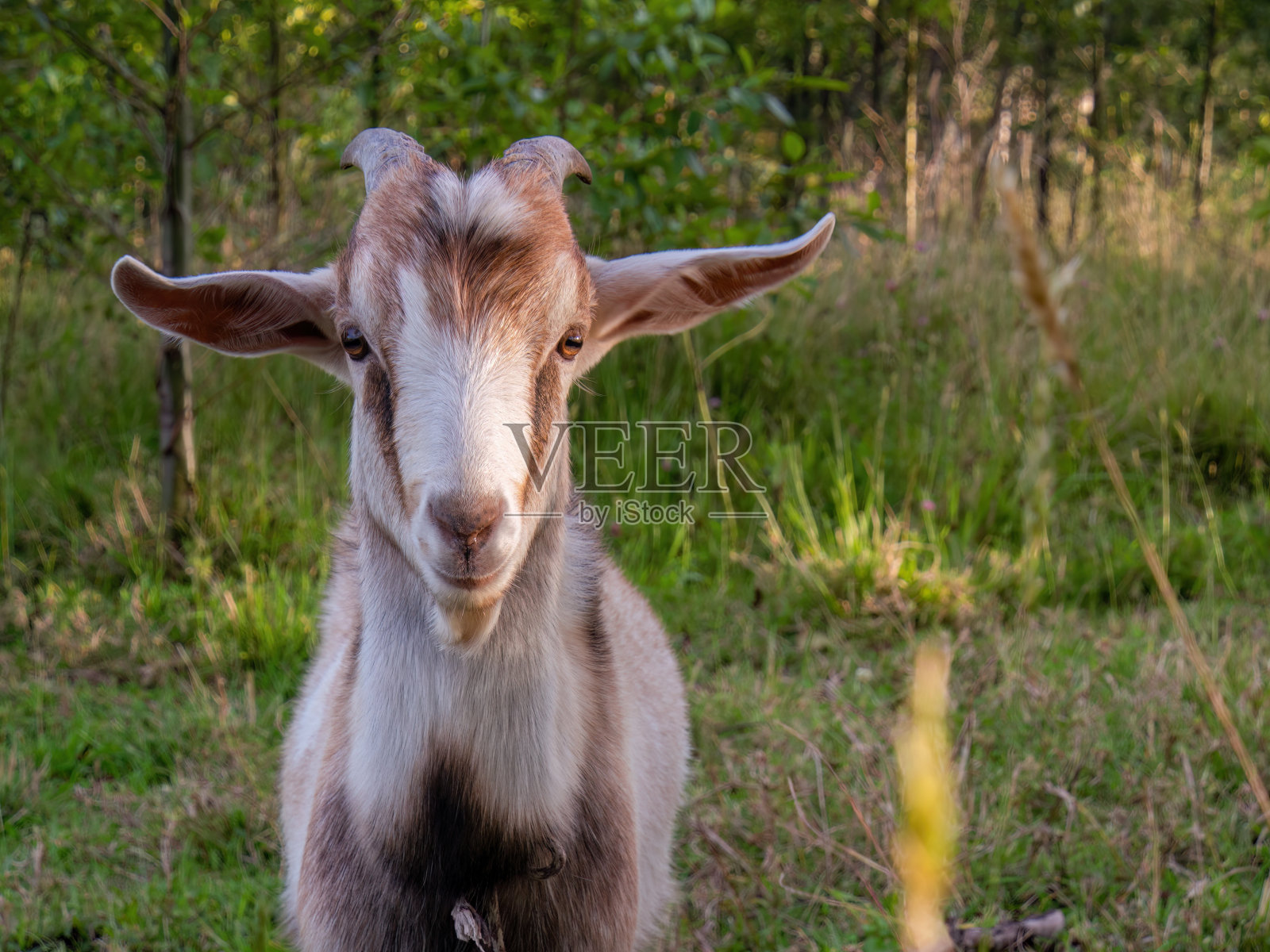 一个孩子在桤木森林附近吃草的侧面肖像照片摄影图片