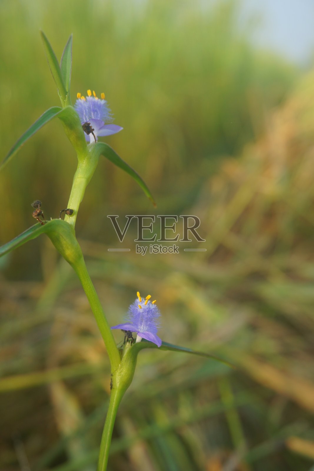 花照片摄影图片