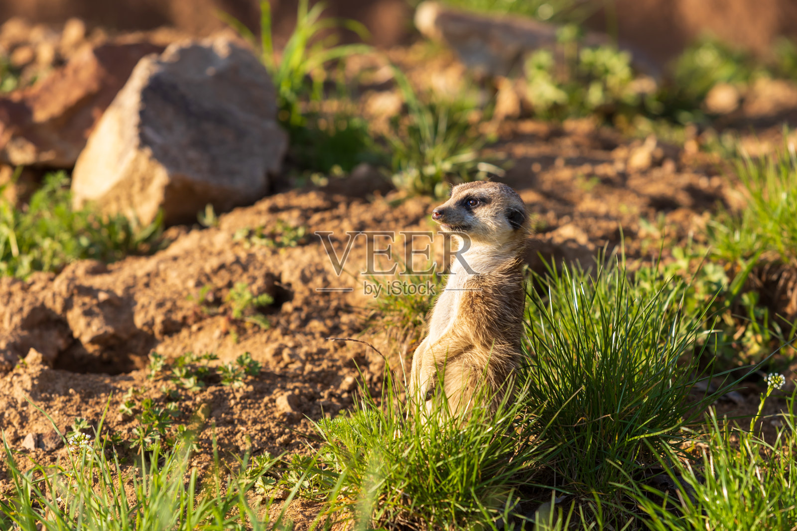 猫鼬- Suricata suricatta在晴朗的天气里站在石头上守卫着周围的环境。照片散景很好。照片摄影图片