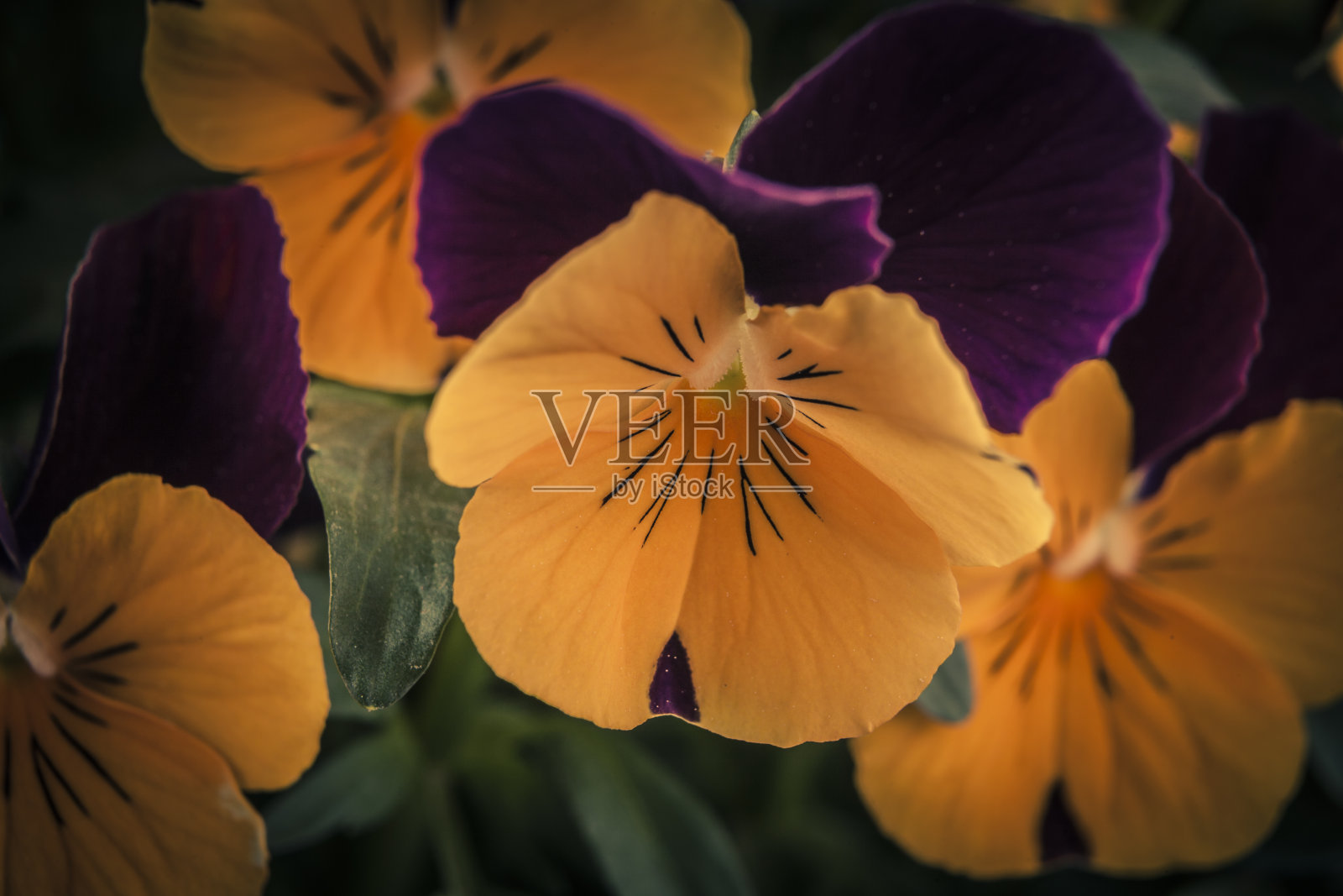 花园里五颜六色的三色堇。特写镜头。照片摄影图片