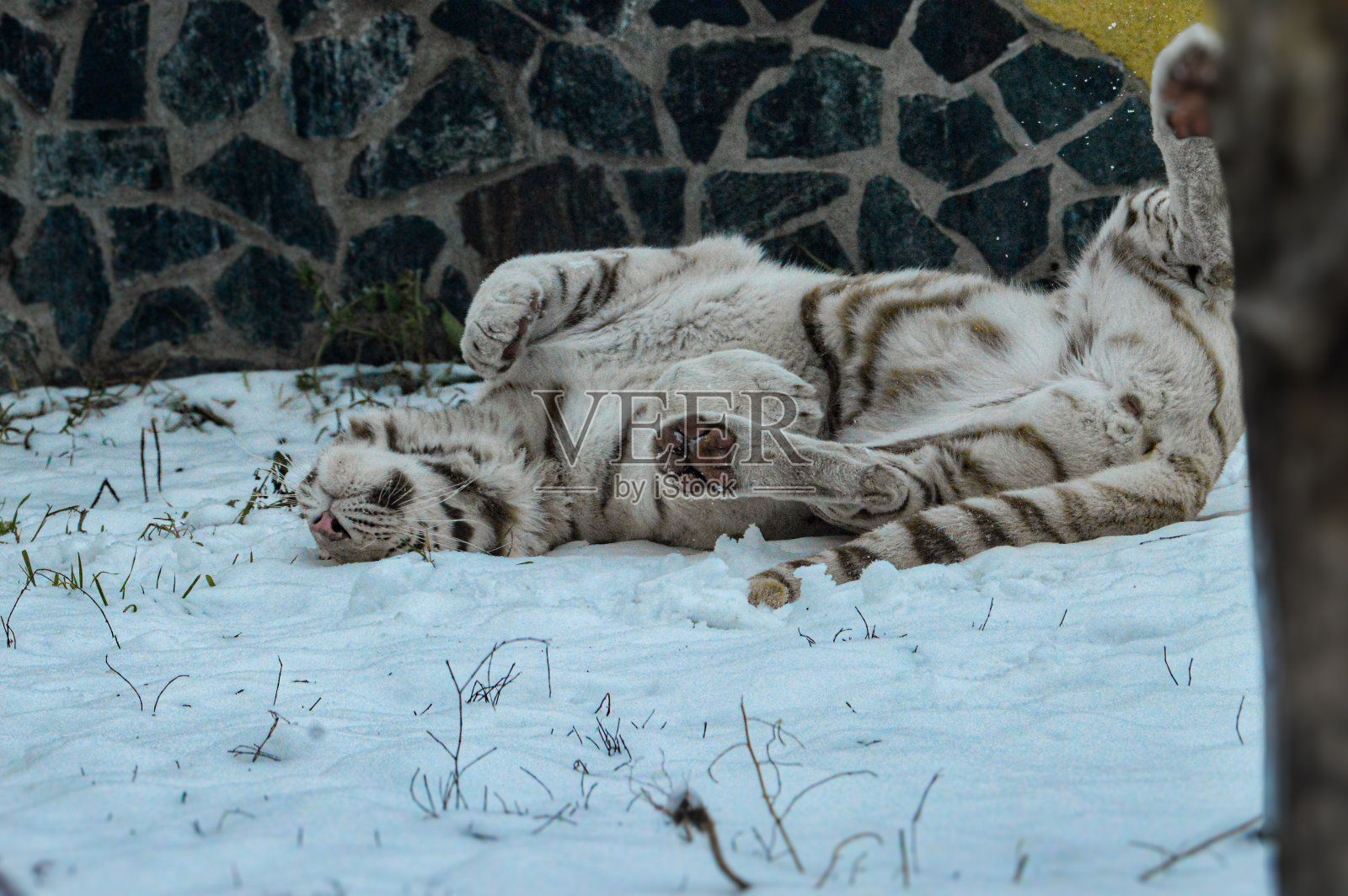 白虎照片摄影图片