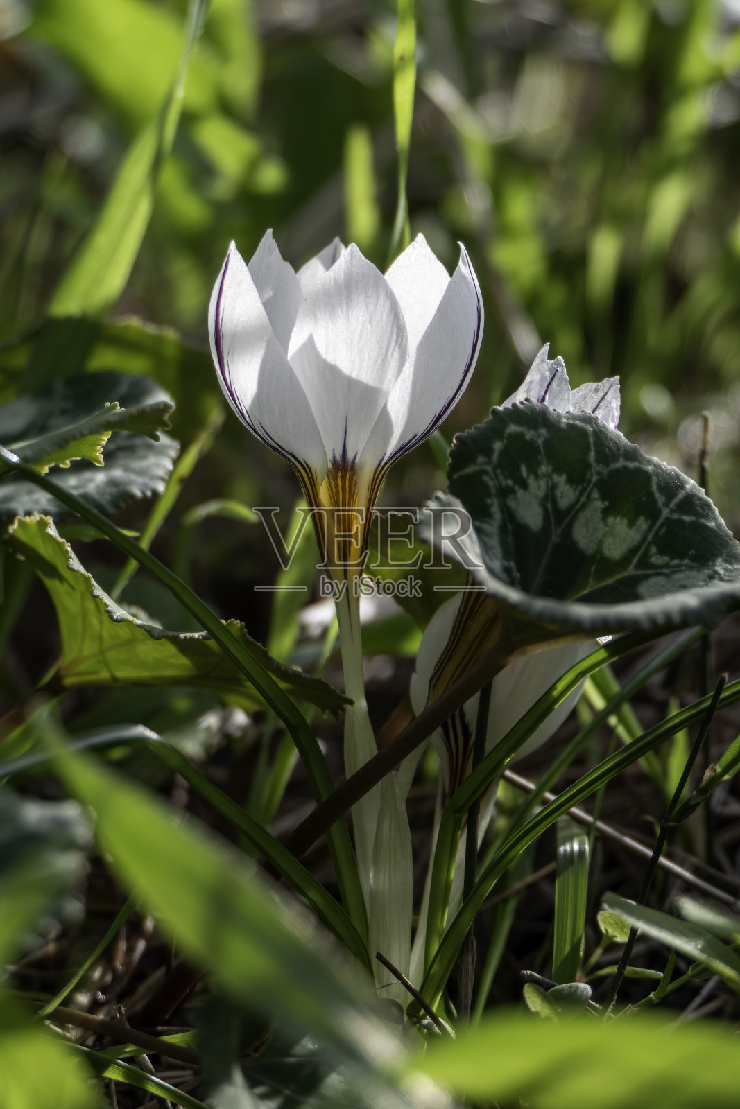 近距离拍摄的番红花白色花朵照片摄影图片