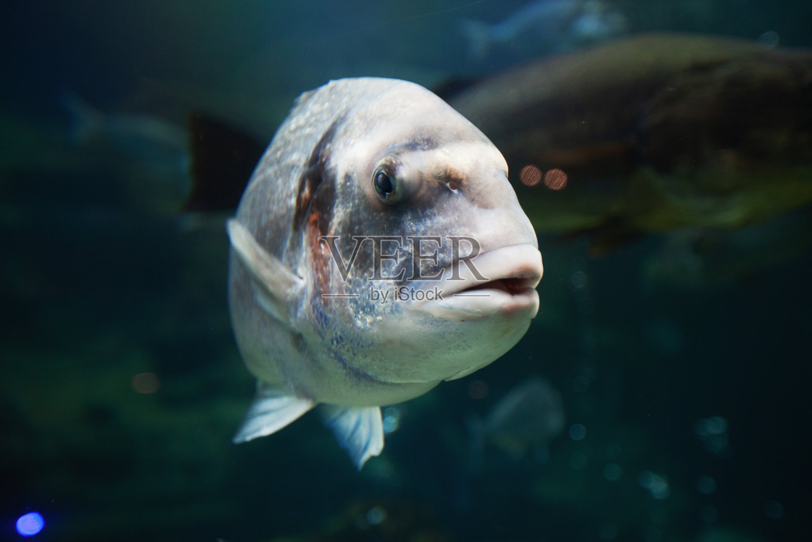 水族馆里的异国鱼照片摄影图片