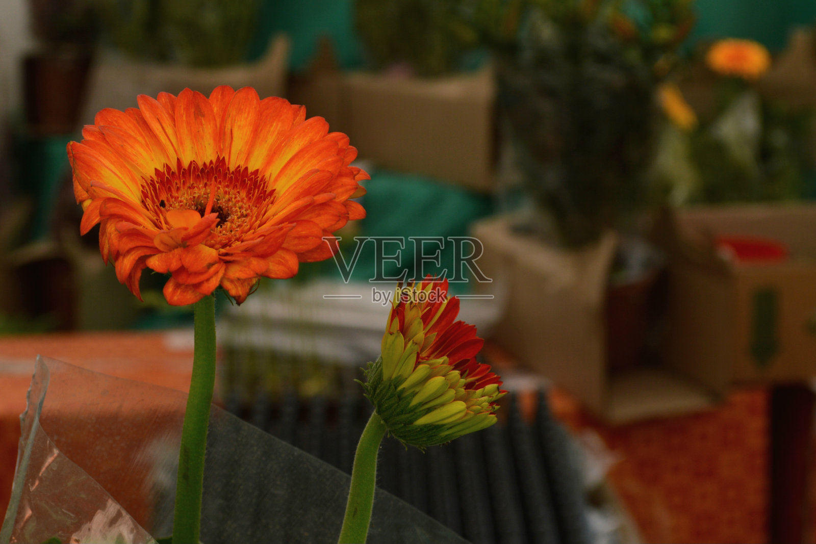 《花》1照片摄影图片