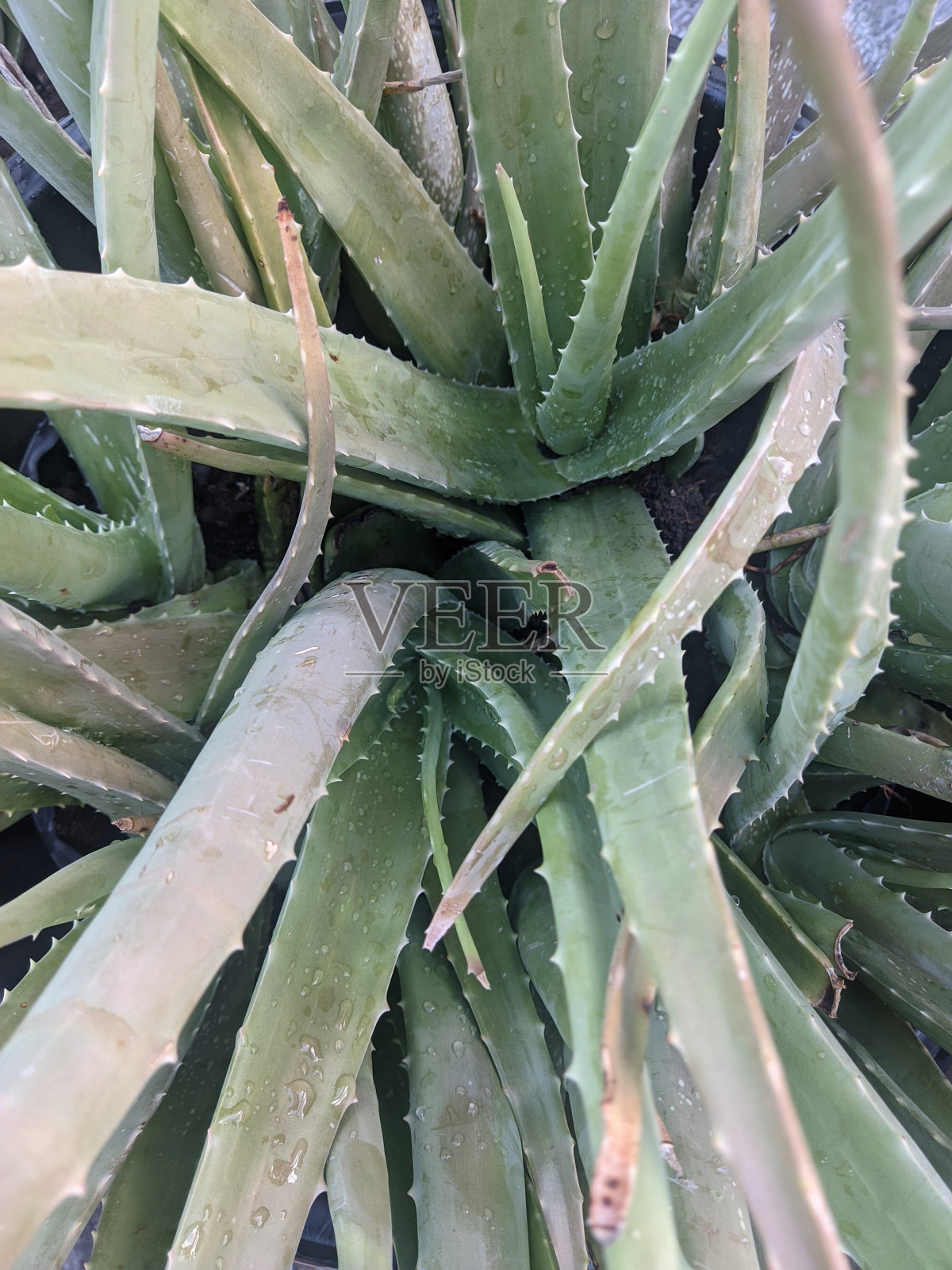 芦荟多肉植物从上面拍摄照片摄影图片