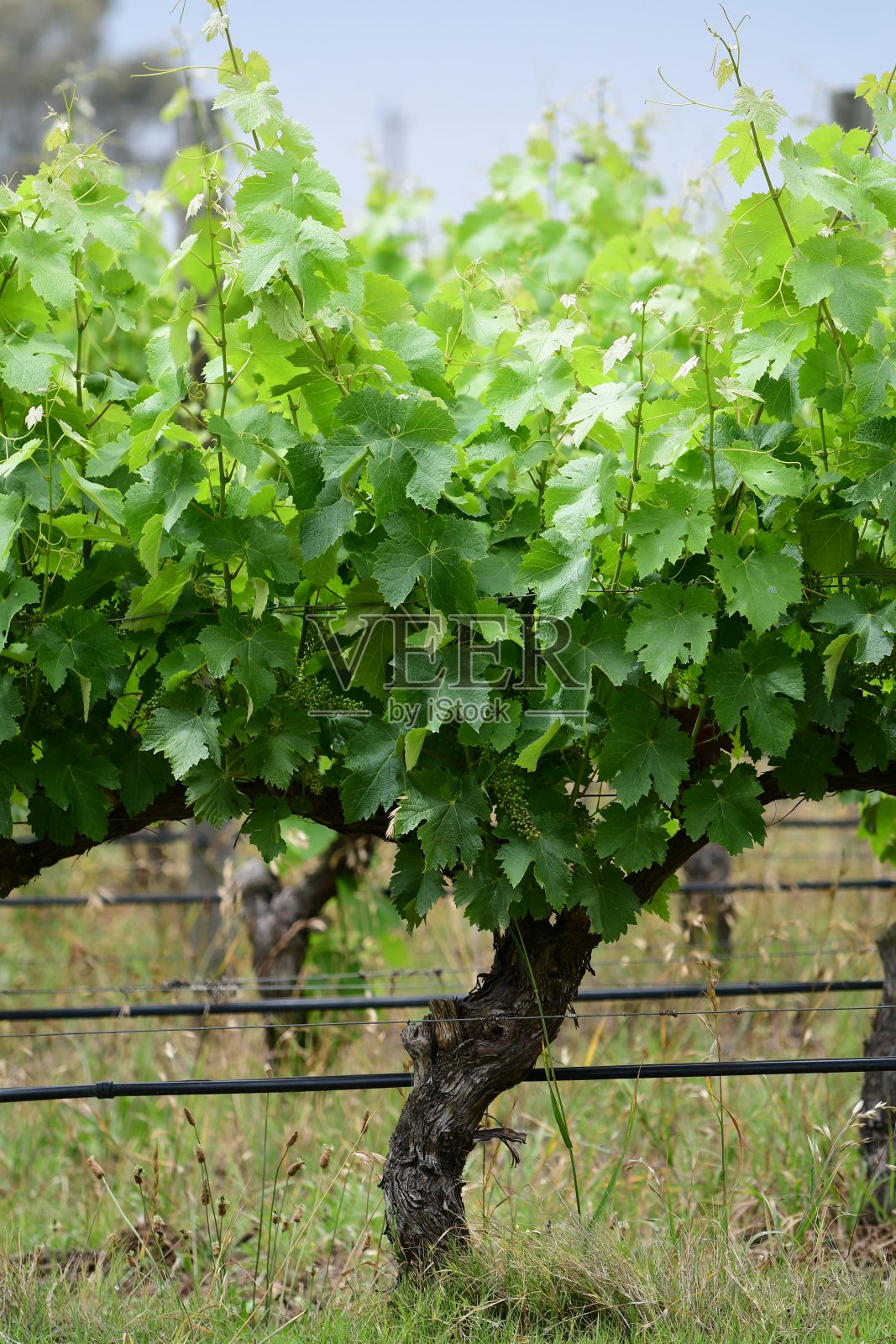 葡萄藤照片摄影图片