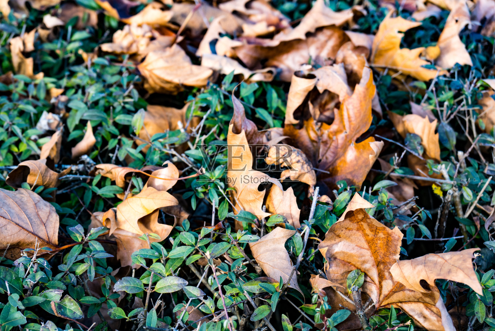 枯黄的叶子躺在绿色的树篱上照片摄影图片
