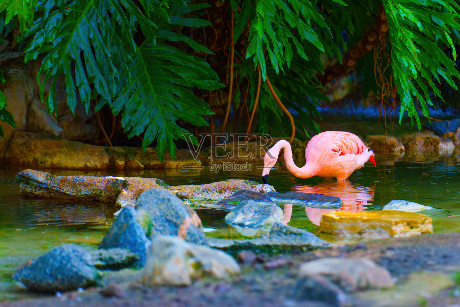 粉红色的火烈鸟在水中觅食照片摄影图片