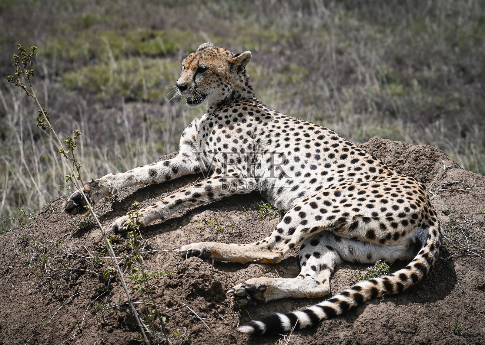 塞伦盖蒂草原上的猎豹照片摄影图片