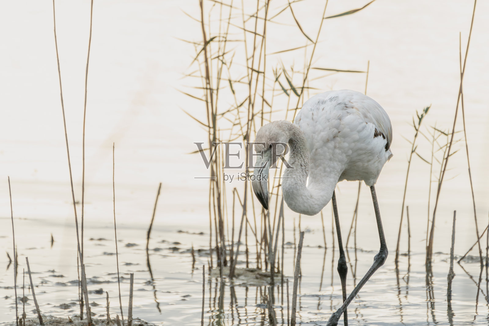 在欧洲西班牙瓦伦西亚的阿尔布费拉公园，一只火烈鸟带着黎明的微光穿过芦苇之间的沼泽，这是一幅美丽的肖像照片摄影图片