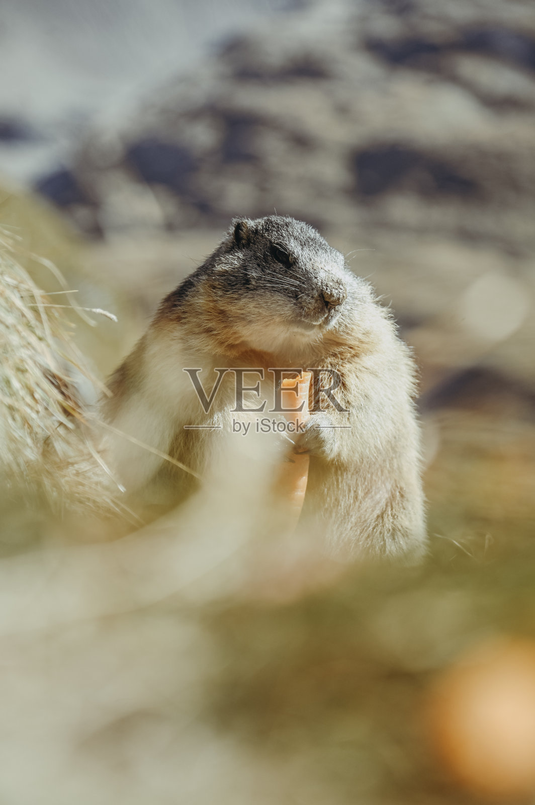 零食照片摄影图片