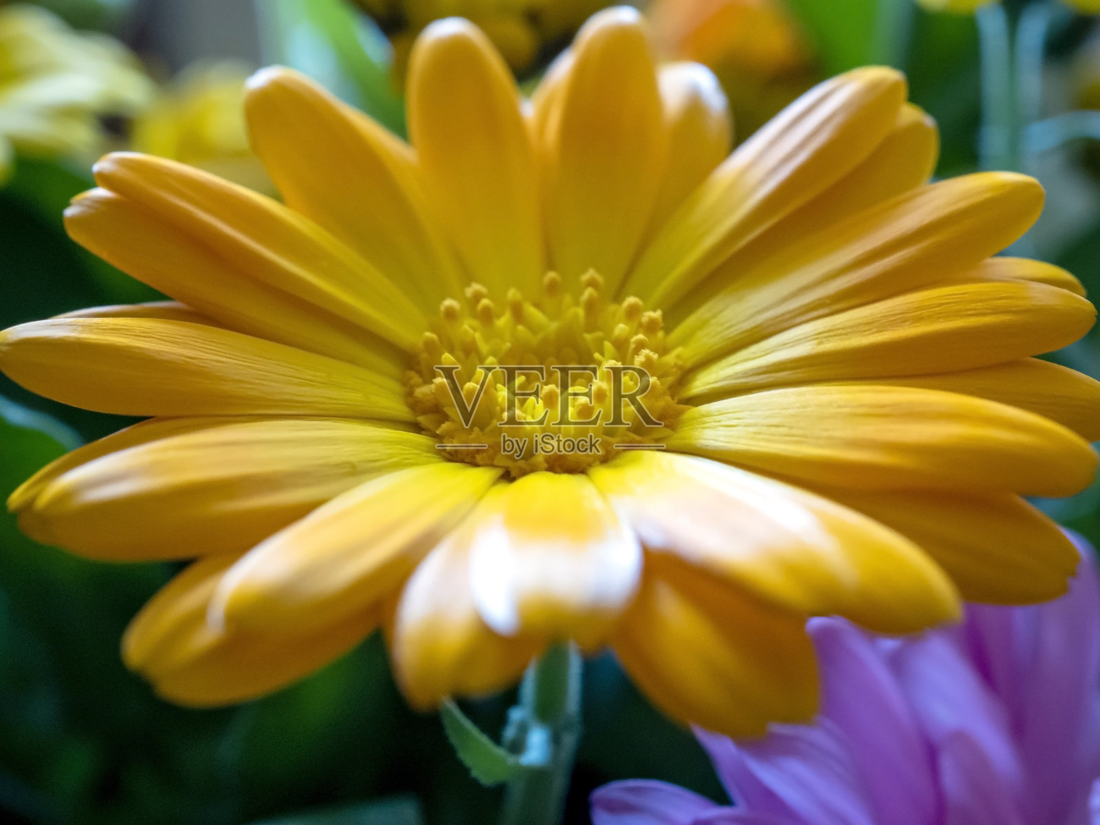 精致美丽的黄色金盏花，微距模糊的背景照片摄影图片