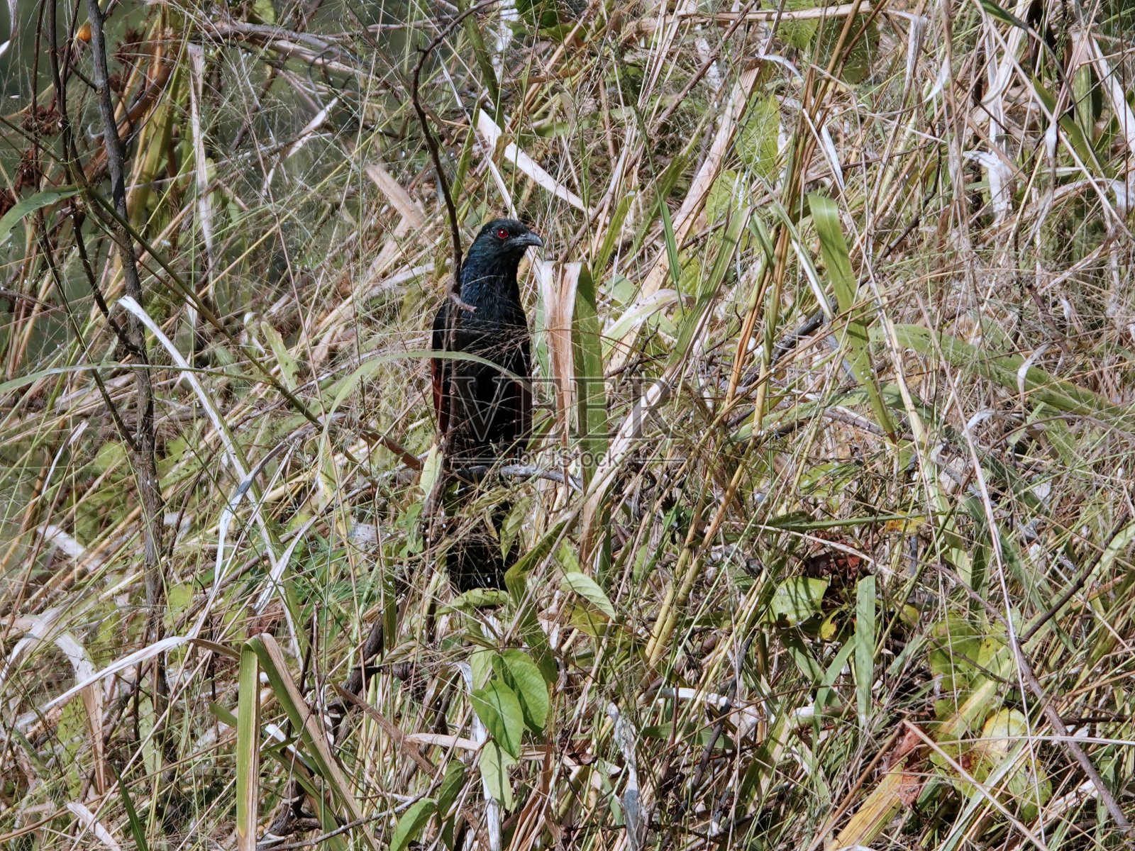 一只黑鸟栖息在一片青翠的高草地上，张开翅膀晒太阳照片摄影图片