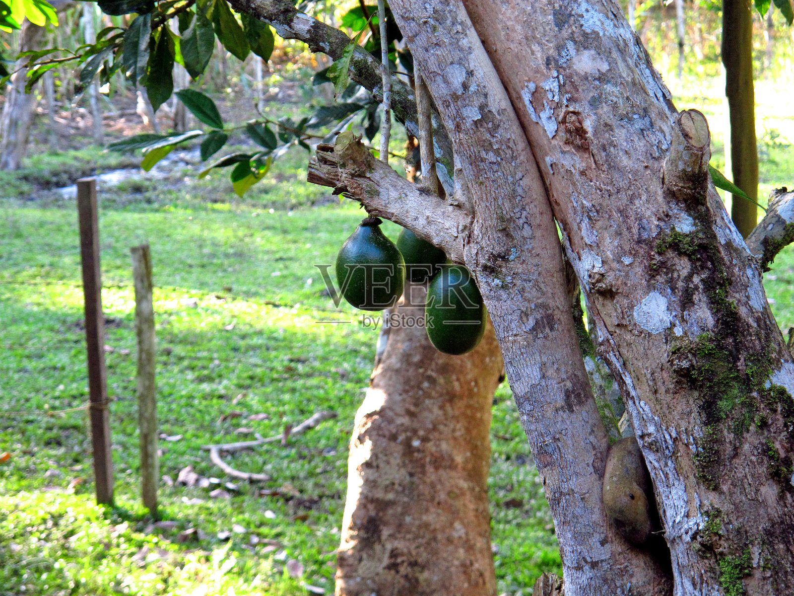 该植物位于南美洲秘鲁的亚马逊河上照片摄影图片