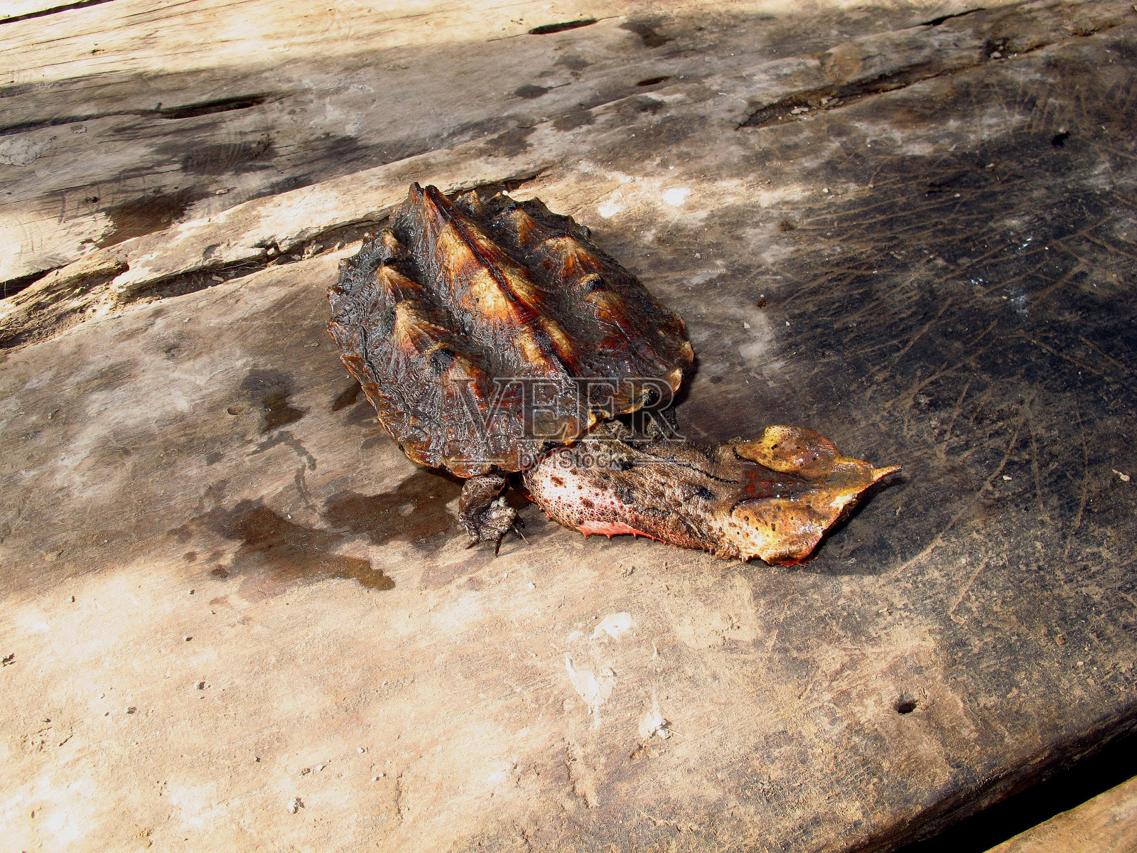 秘鲁亚马逊河上的乌龟照片摄影图片