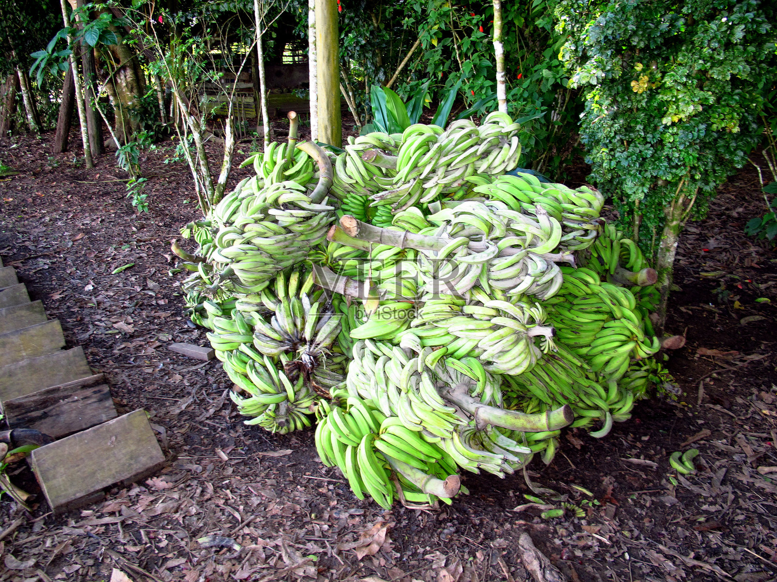 南美洲秘鲁亚马逊河上的香蕉照片摄影图片