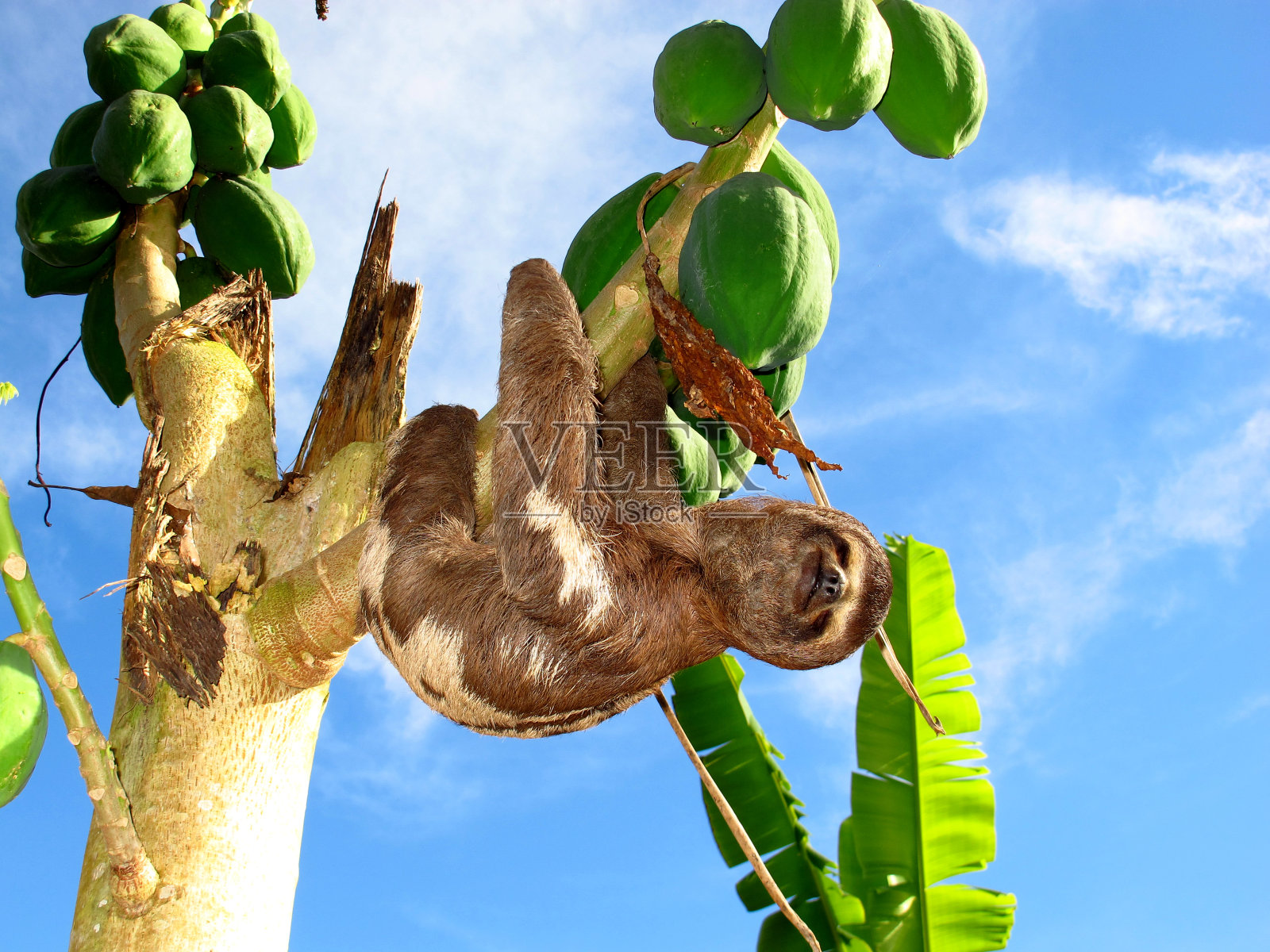 南美洲秘鲁亚马逊河上的树懒照片摄影图片