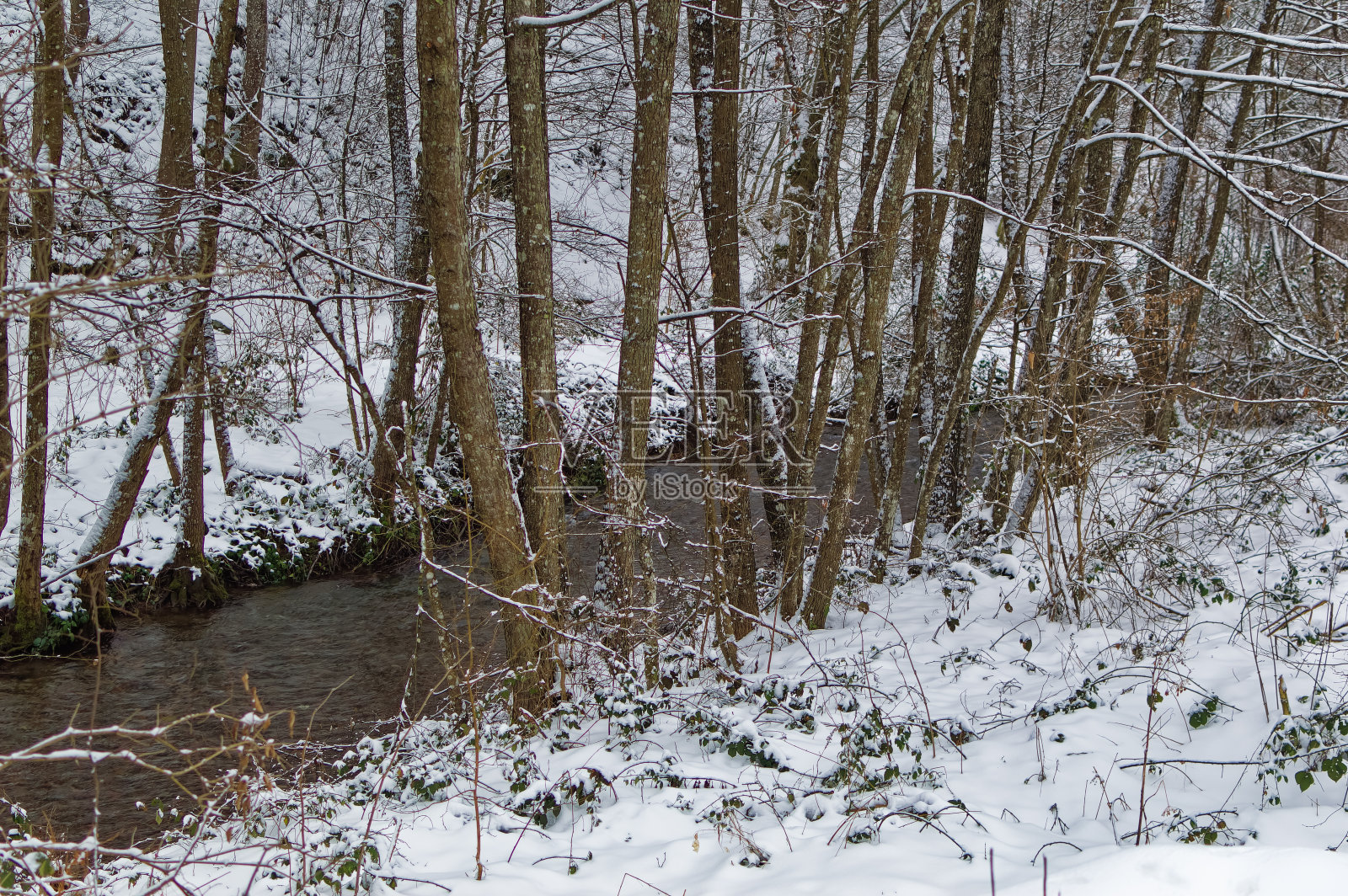 积雪覆盖的天然森林景观。照片摄影图片