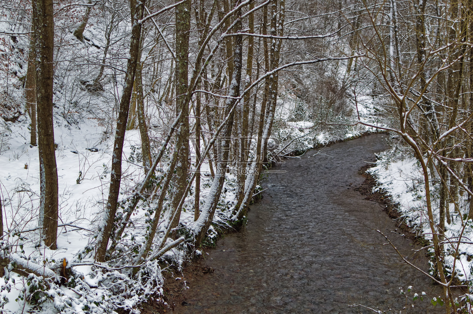 积雪覆盖的天然森林景观。照片摄影图片