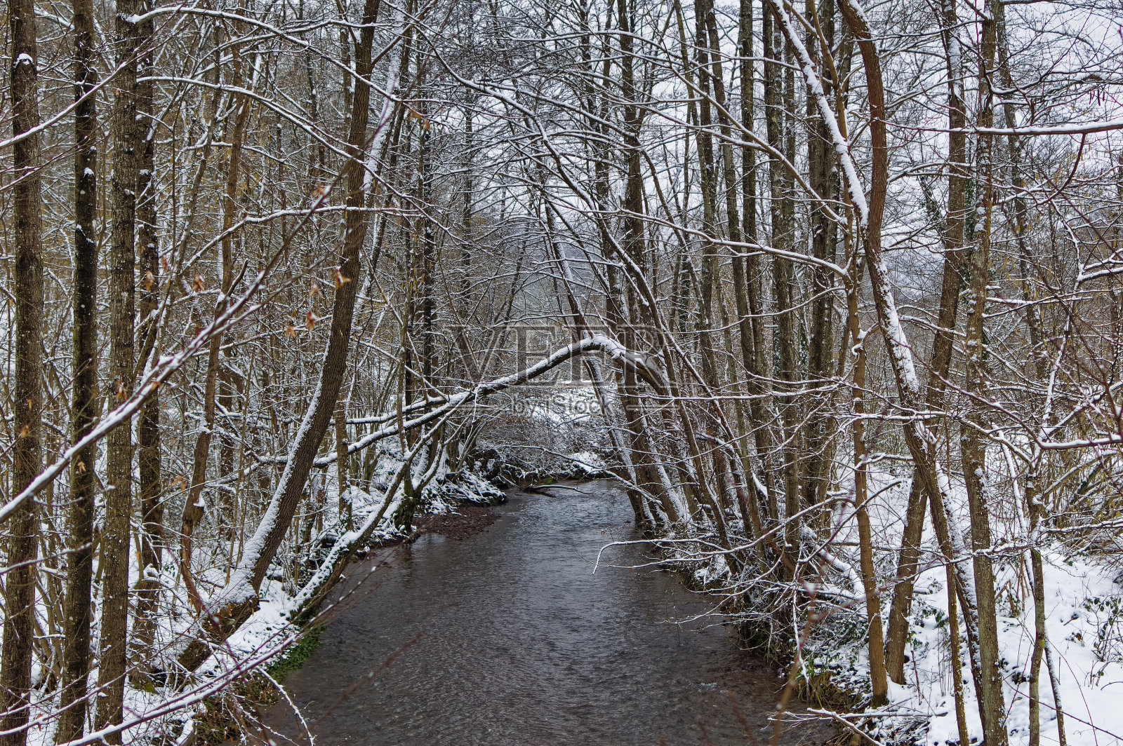 积雪覆盖的天然森林景观。照片摄影图片