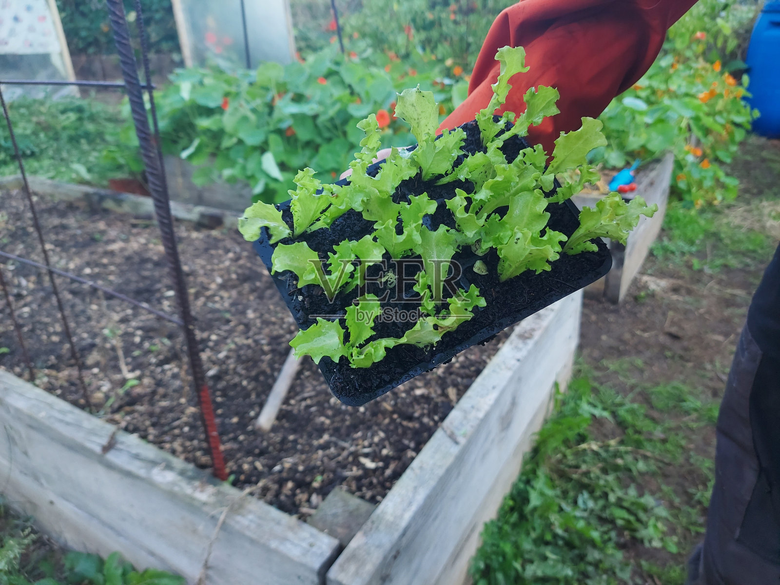 农民在菜园里捧着莴苣苗。适于种植的小卷叶莴苣照片摄影图片