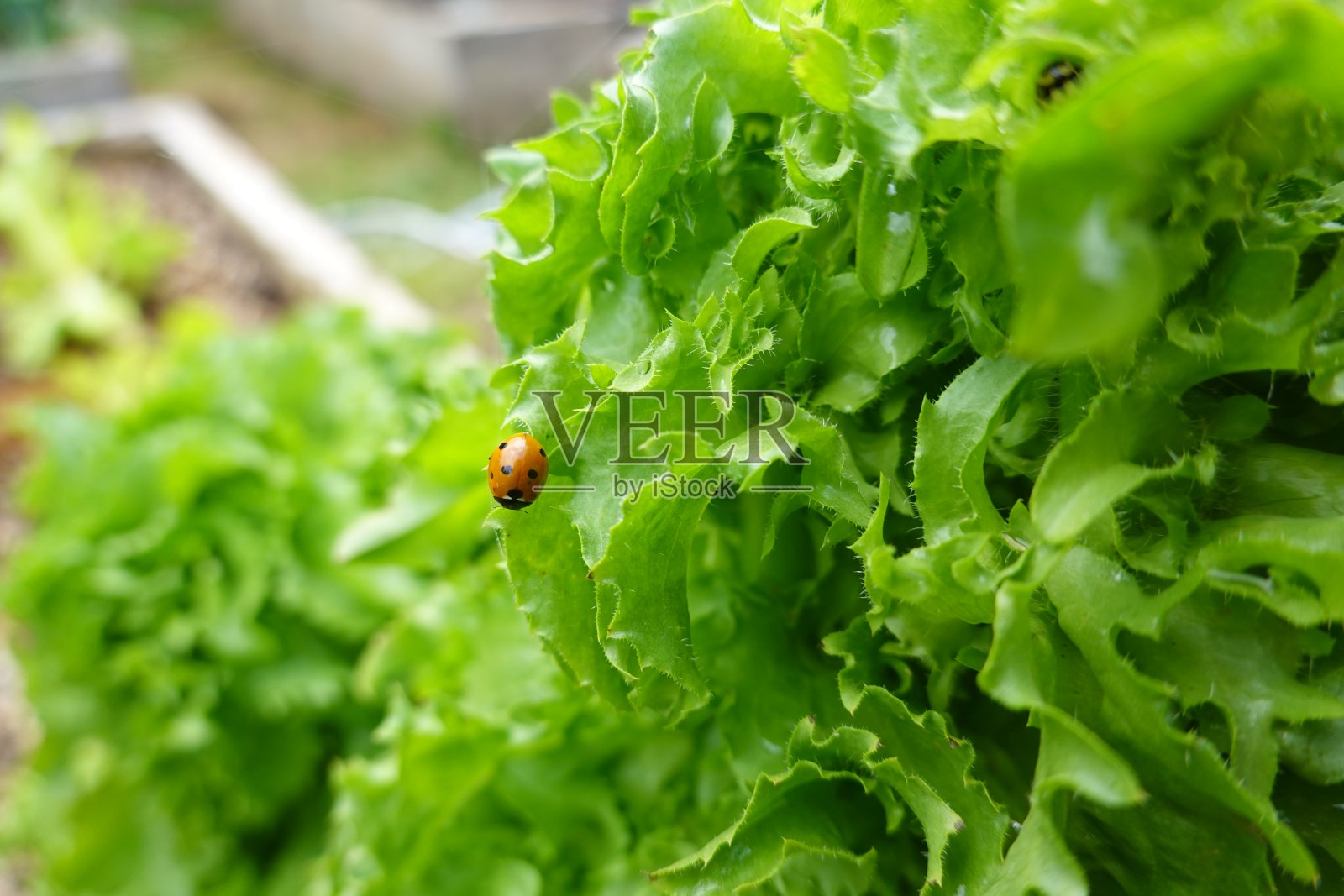 琉璃苣种植。琉璃苣花的种子。花吸引蜜蜂照片摄影图片