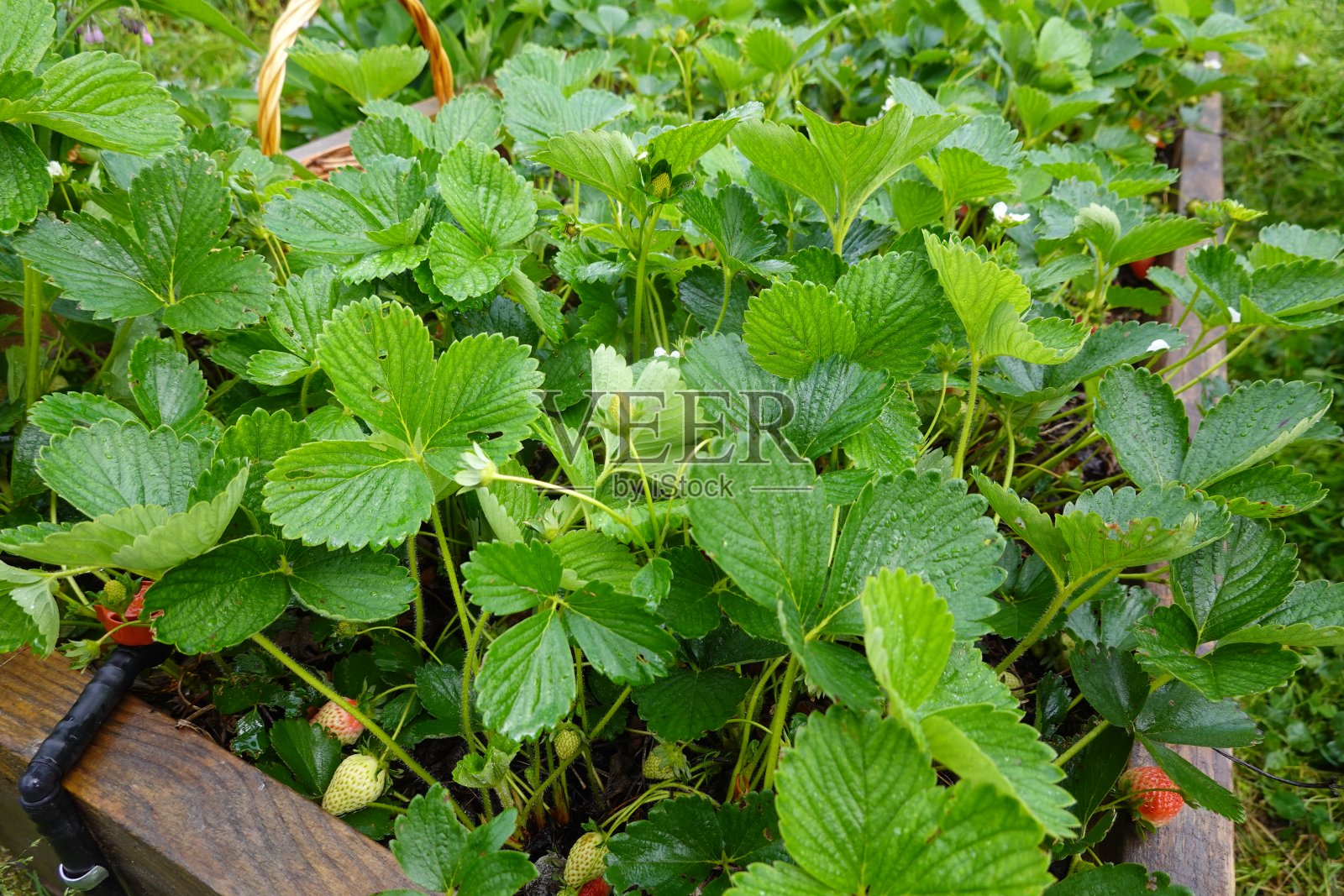 在后院里种草莓。草莓花在凸起的木床上。植物草莓照片摄影图片