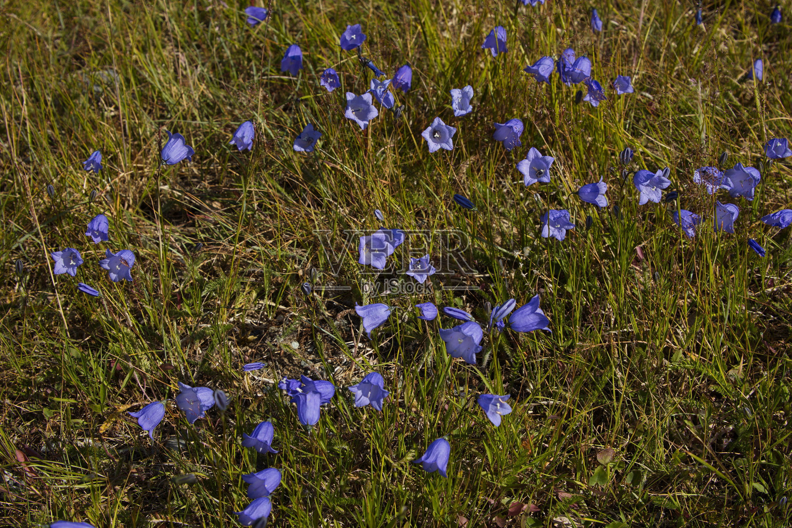 欧洲挪威草地上的风信子照片摄影图片