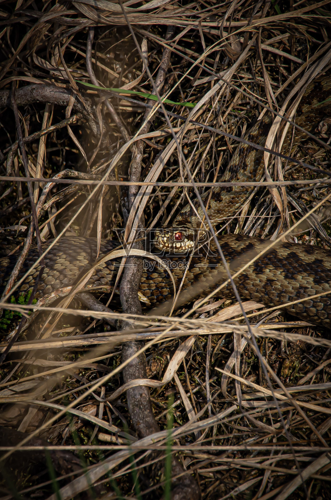 欧洲加法器照片摄影图片