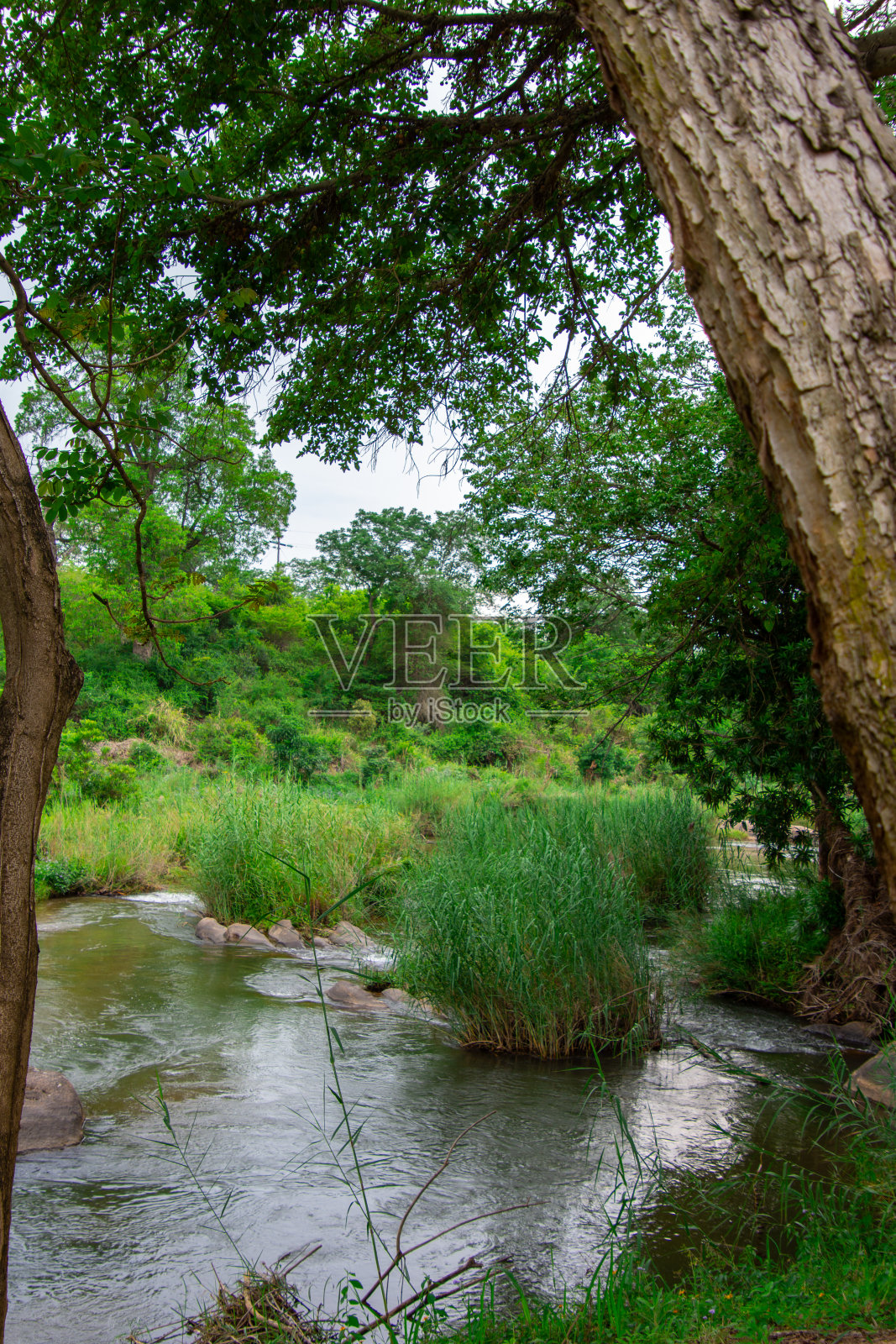 漂亮的小河穿过大草原照片摄影图片