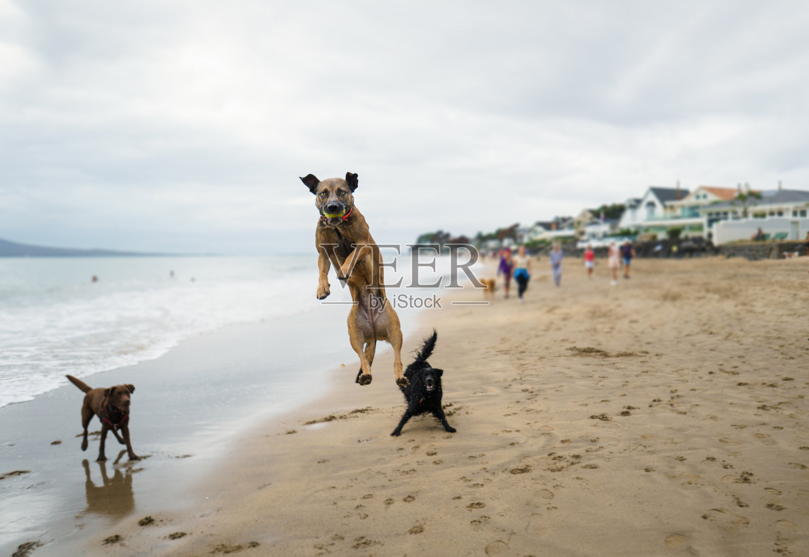 狗跳到空中去接球。人们走在米尔福德海滩上。奥克兰。照片摄影图片