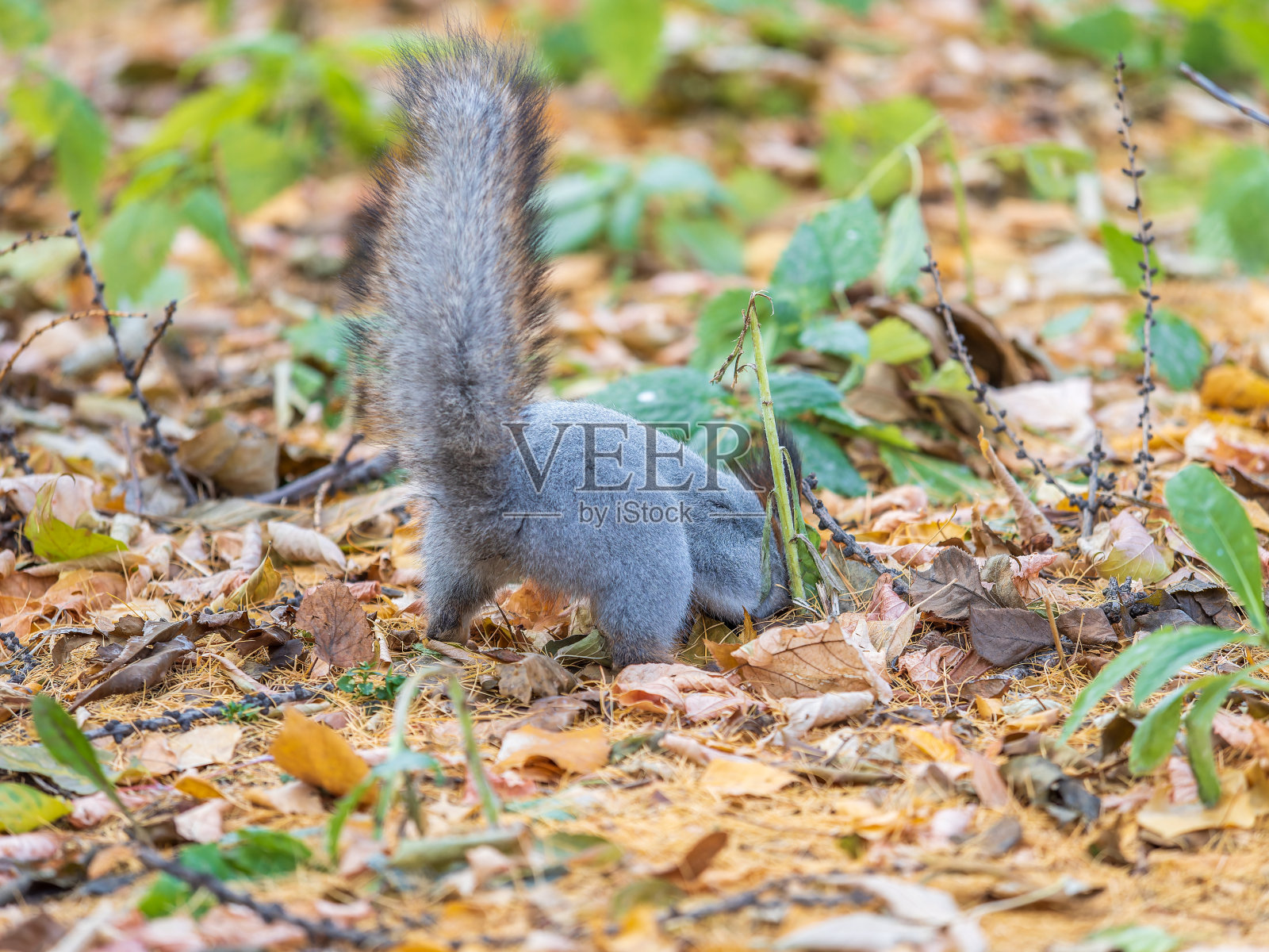 秋天的松鼠把坚果藏在有落叶的绿草地上照片摄影图片