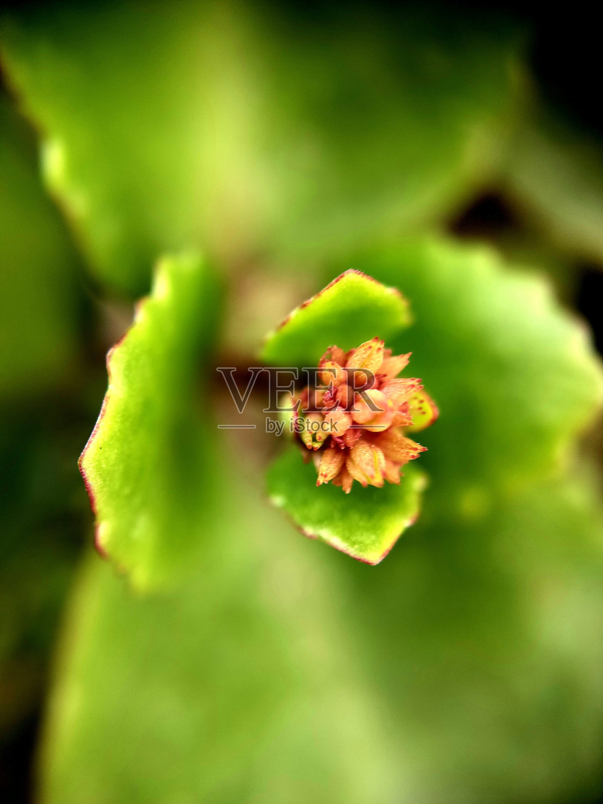 未知花蕾照片摄影图片