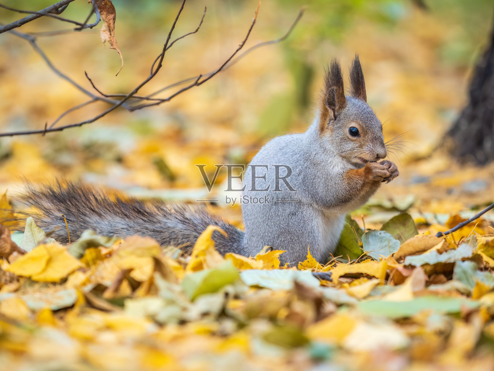 秋天的松鼠带着坚果坐在落着黄叶的绿草地上照片摄影图片