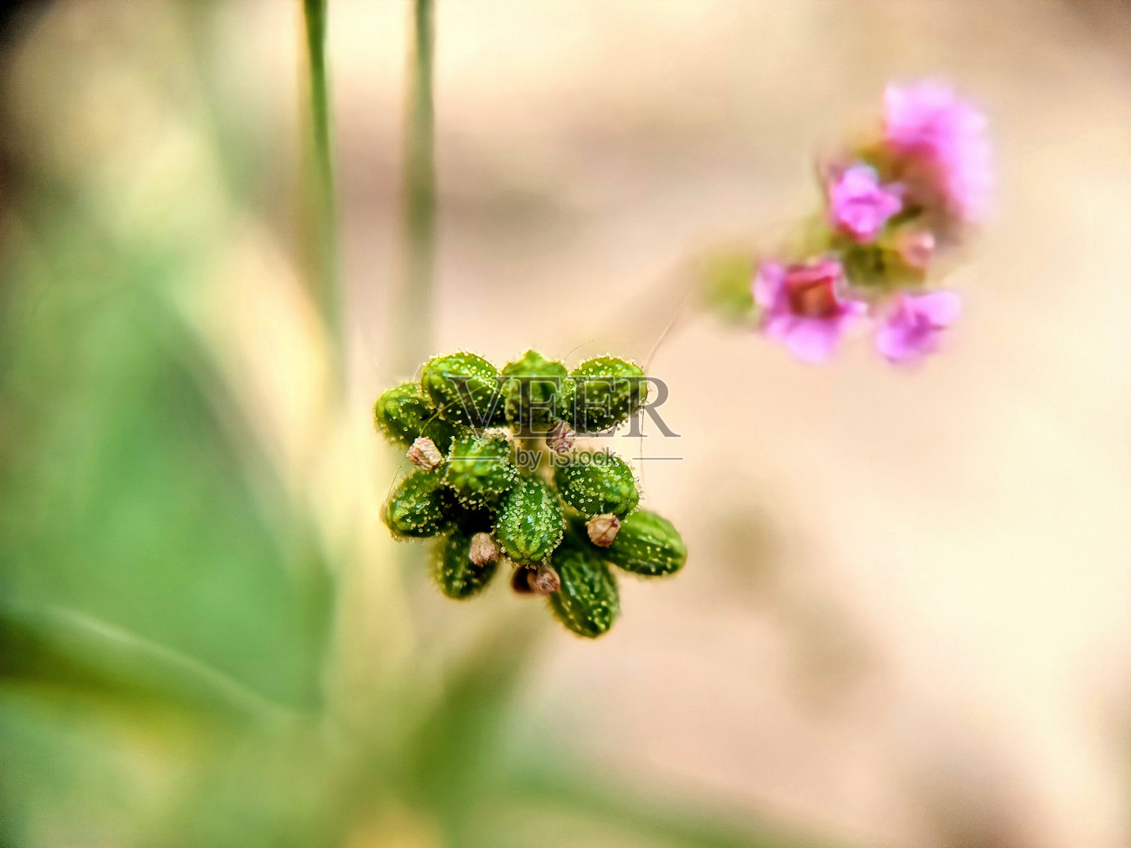 花蕾照片摄影图片