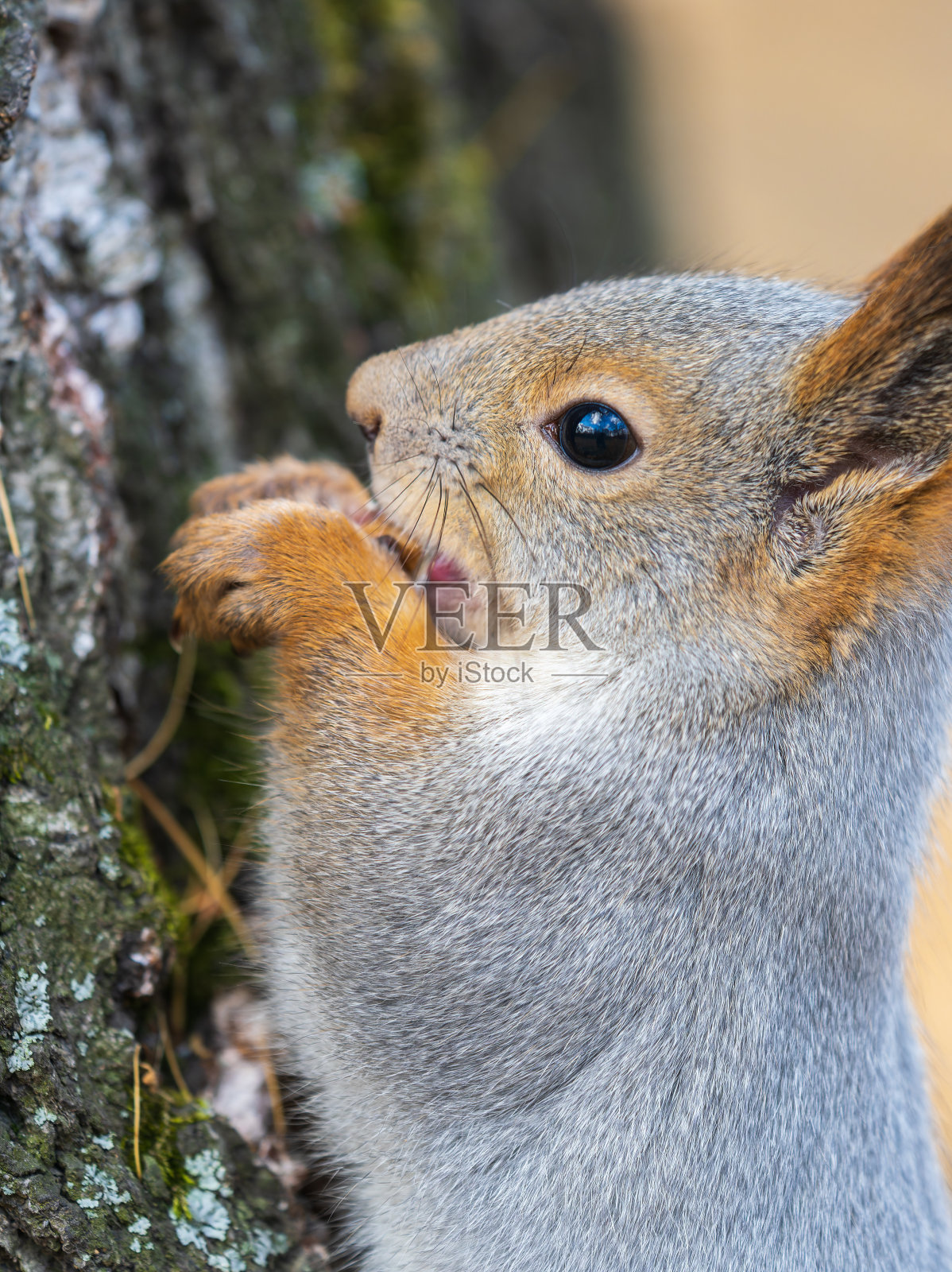 春天或夏天，吃坚果的松鼠栖息在树枝上。松鼠的特写肖像照片摄影图片