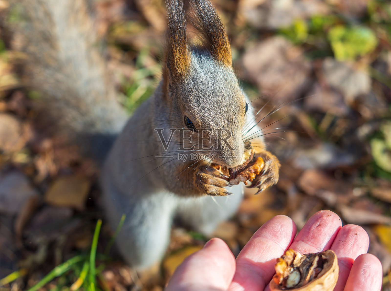 秋天的松鼠吃人手里的坚果。欧亚红松鼠，学名Sciurus vulgaris照片摄影图片