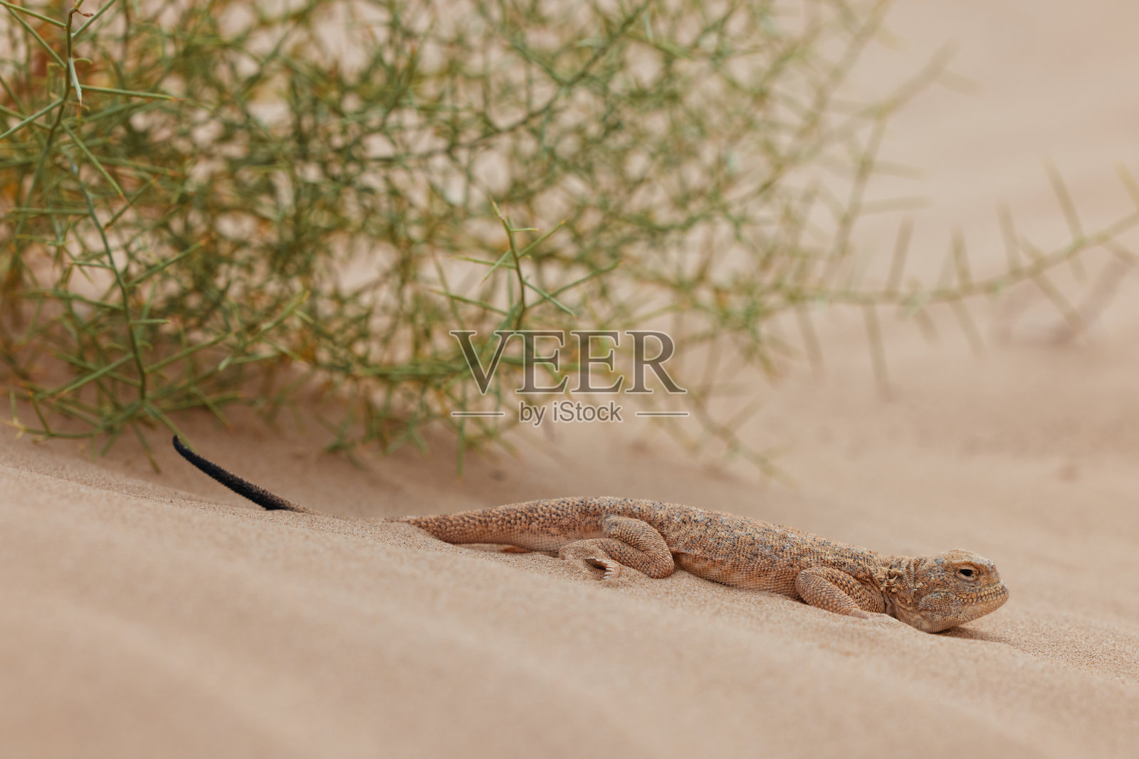 蟾蜍头agama, Phrynocephalus mystaceus。平静的沙漠圆头蜥蜴在它的自然环境中的沙子上。一条活的沙漠巨龙特写。不可思议的沙漠蜥蜴照片摄影图片