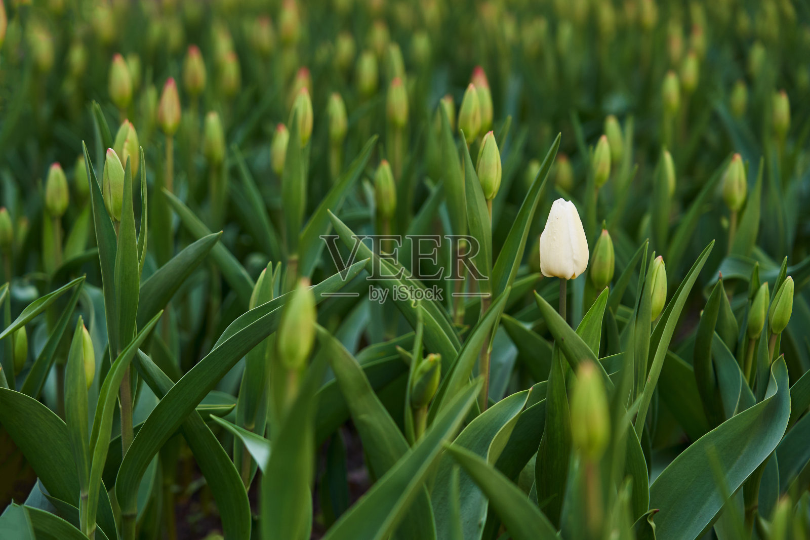 白色郁金香花蕾在闭合的花丛中照片摄影图片
