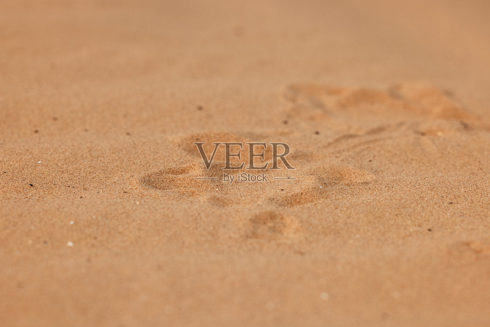 在自然环境中，蟾蜍在沙子中挖洞。一条活的沙漠巨龙特写。不可思议的沙漠蜥蜴照片摄影图片