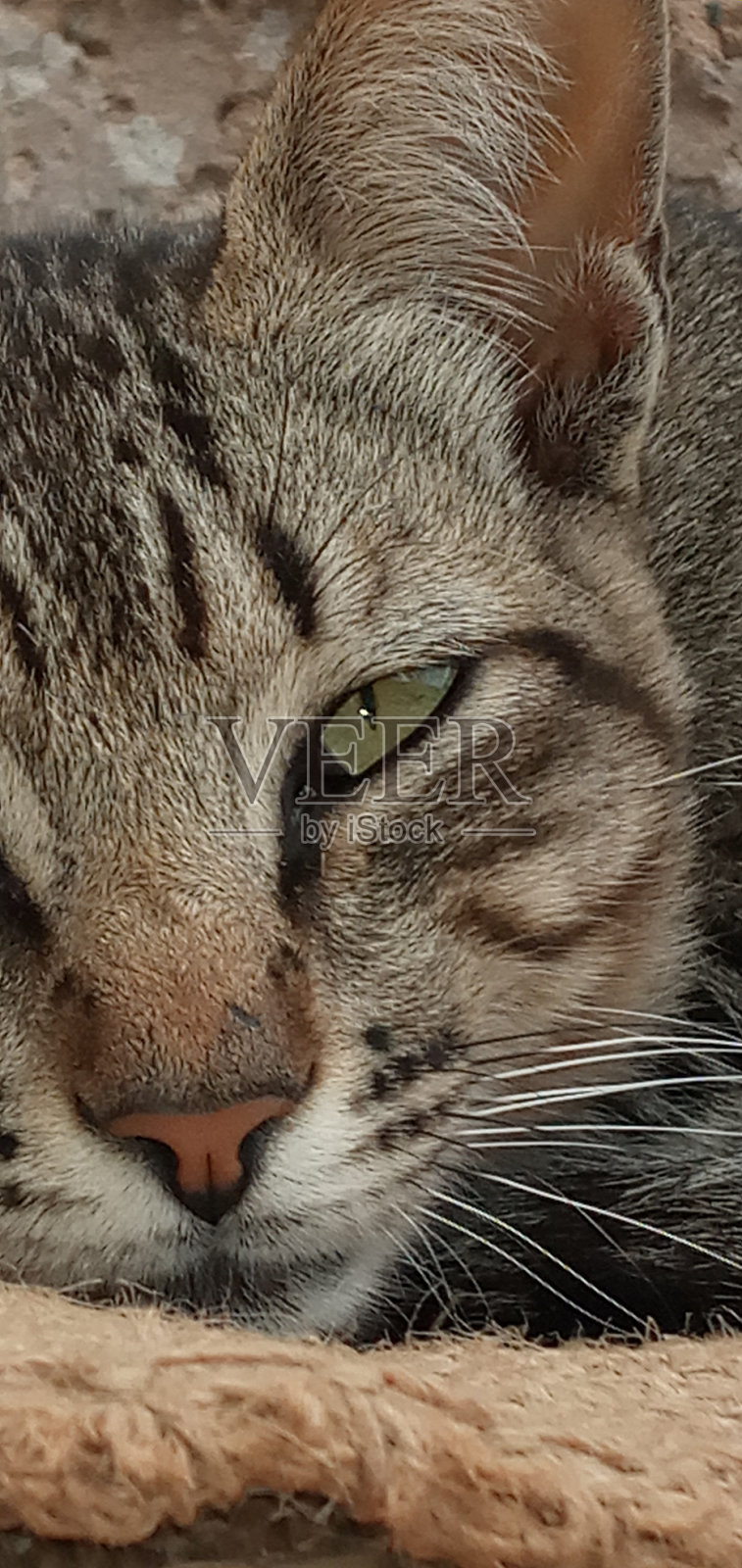 猫照片摄影图片