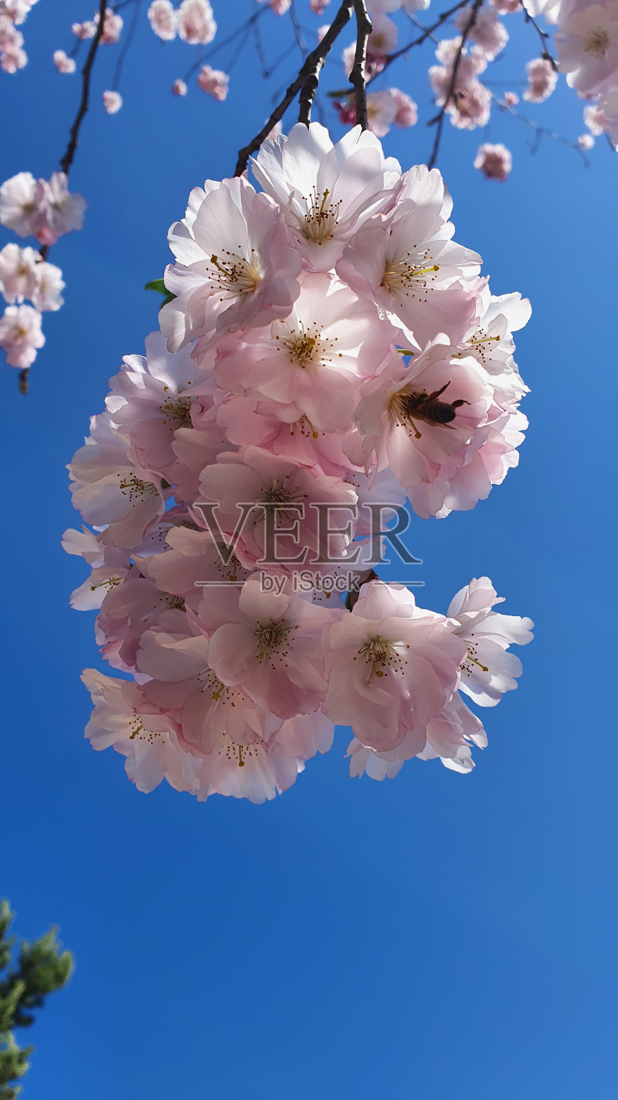 樱桃的花照片摄影图片