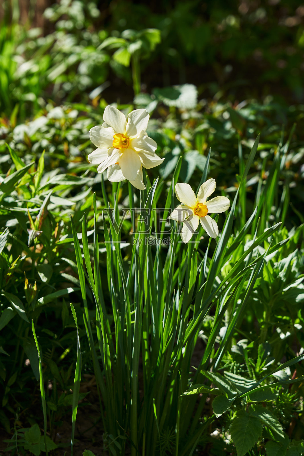 春天的水仙花在草地上盛开。照片摄影图片